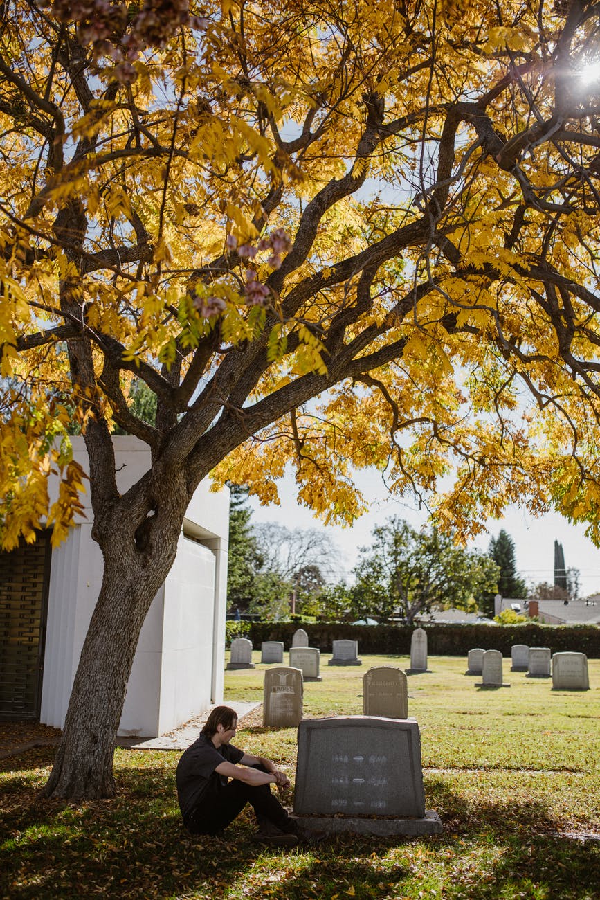 Little Maple Tree